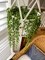 String of Pearls Live Succulent Plants Fully Rooted Rare House Plant for Home Office Decoration, DIY Projects, Party Favor Gift